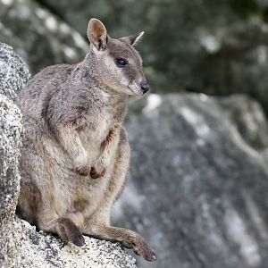 Mareeba Rock Wallaby