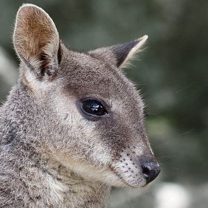 Mareeba Rock Wallaby