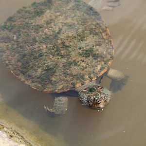 Sawshell Turtle