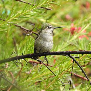 Young Anna's Hummingbird