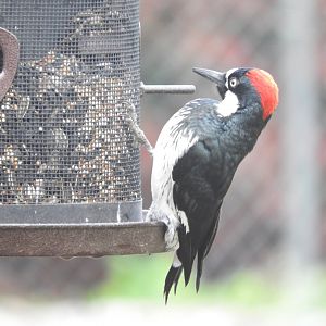 Acorn Woodpecker