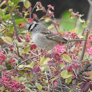 White-crowned Sparrow (Gambel's)