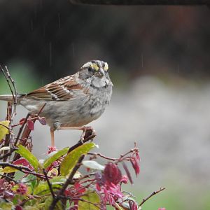 White-throated Sparrow