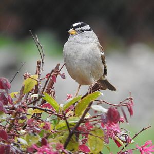 White-crowned Sparrow (Gambel's)