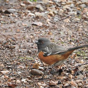 Spotted Towhee