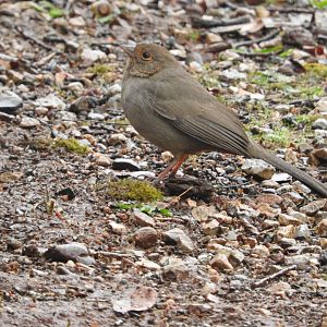 California Towhee