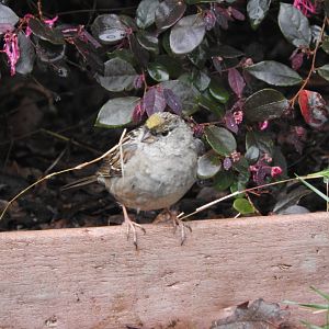 Golden-crowned Sparrow