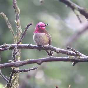 Anna's Hummingbird