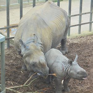 Baby Indian Rhino.