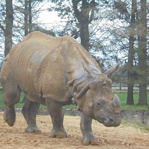 Indian rhino bull Hugo.