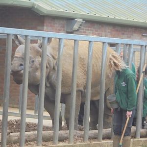 Target training Indian rhino bull Hugo.
