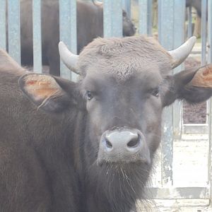 Youngest male(?) of the Gaur group.