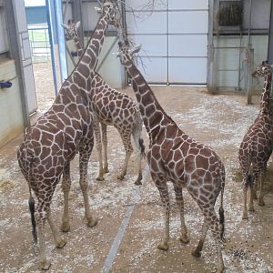 Four of the five Reticulated Giraffe.