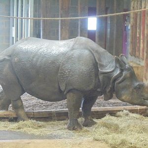 Indian rhino cow 'Beluki'.