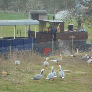 Waterfowl/lake enclosure and train.