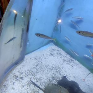 Japanese horse mackerel (Trachurus japonicus)