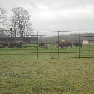 American Bison herd