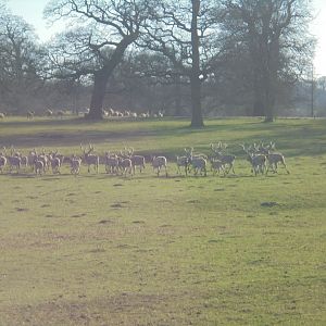 Pere Davids Deer in the Deer Park.