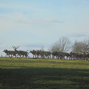 Pere David deer. Woburn Park.