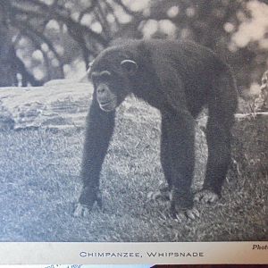 Old Postcard of Chimpanzee on island at Whipsnade. (Photo by Bond)