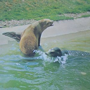 Old postcard Sealions at Whipsnade. (Photo A.N. Howard)