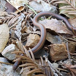 Sharp-tailed Snake