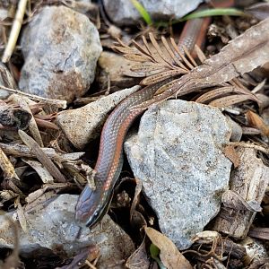 Sharp-tailed Snake upclose