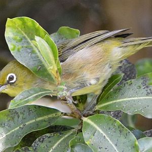 White-eye