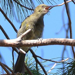 Bellbird