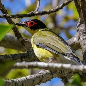 Australasian Figbird