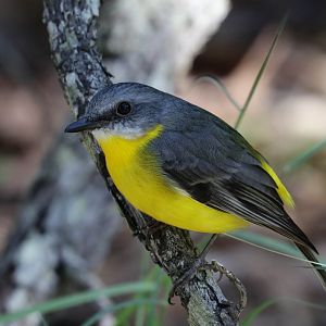 Eastern Yellow Robin