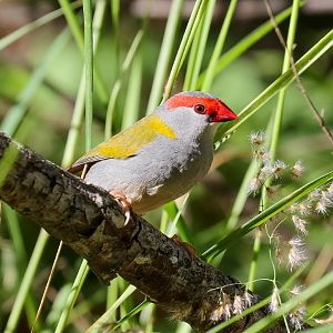 Red-browed Firetail Finch