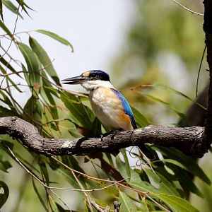 Sacred Kingfisher