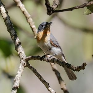 Leaden Flycatcher juvenile