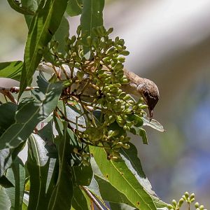 Brown-backed Honeyeater