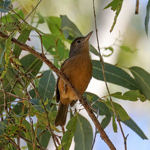 Little (Rufous) Shrike-thrush
