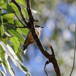 Rufous Whistler