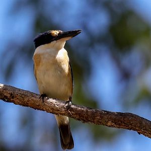 Forest Kingfisher