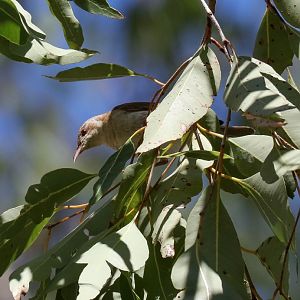 Brown-backed Honeyeater