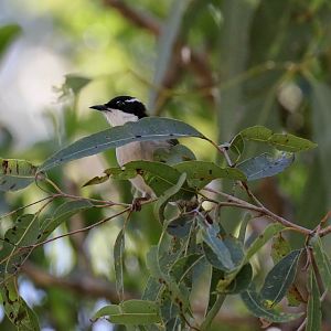 White-throated Honeyeater