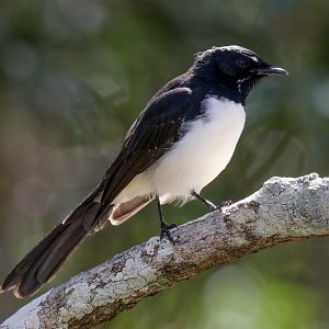 Willlie Wagtail