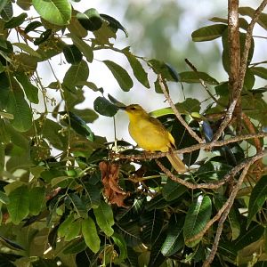Yellow Honeyeater