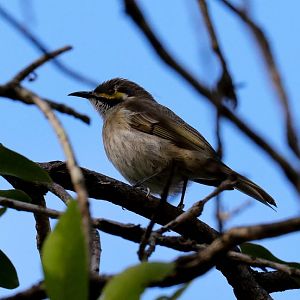 Yellow-faced Honeyeater