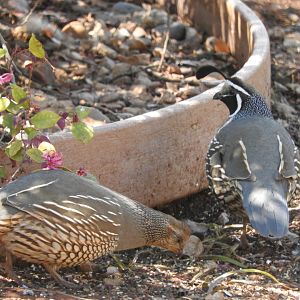 California Quail pair