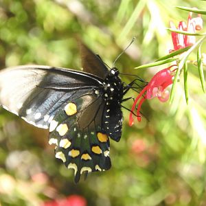Pipevine Swallowtail