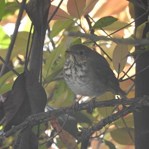 Hermit Thrush