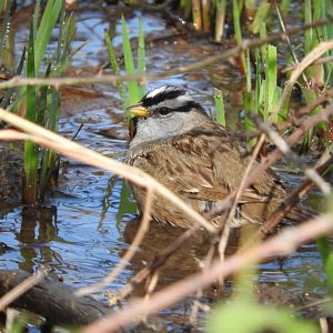 Bathing White-crowned Sparrow