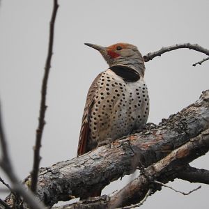 Northern Flicker (Red-shafted)