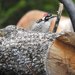 Nuttall's Woodpecker