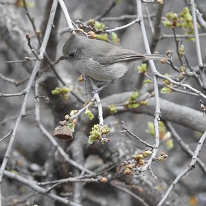 Oak Titmouse